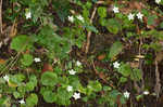 Kidneyleaf grass of Parnassus